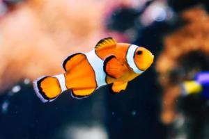 如何在欧洲篮球联赛中取得比分优势,制胜绝招如何打欧洲篮球联赛比分